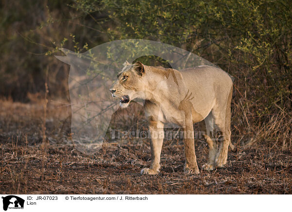 Lion / JR-07023