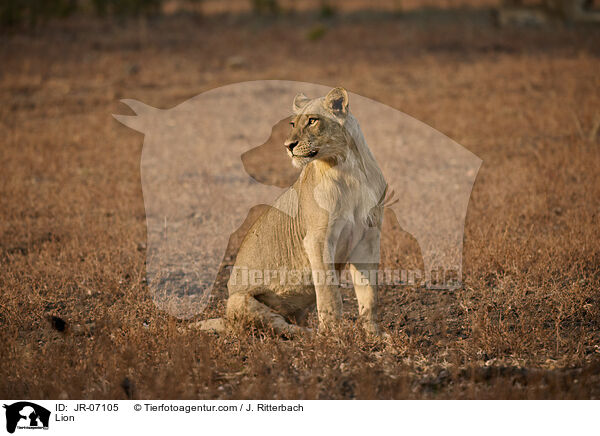 Lion / JR-07105
