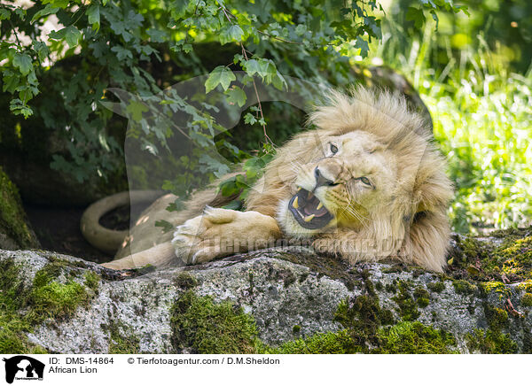 Afrikanischer Lwe / African Lion / DMS-14864