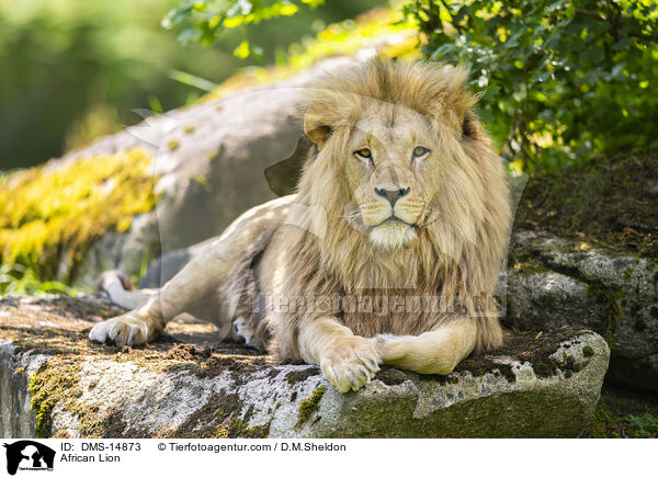 Afrikanischer Lwe / African Lion / DMS-14873