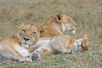 sleeping lions