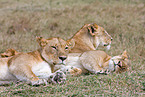sleeping lions