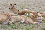 sleeping lions