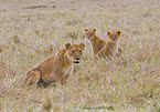lioness with cub