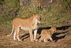 lioness with cub
