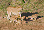 lioness with cub