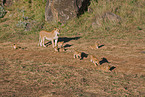 lioness with cub