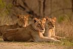 lions