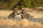 lions