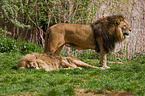 lions