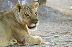 lioness