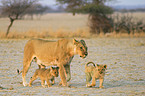 lions