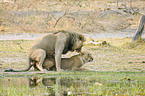 pairing lions
