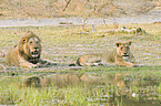 lions