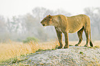 lioness