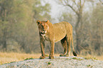 lioness