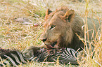 eating lion