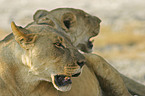 lions