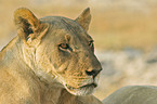 lioness