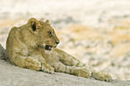young lion