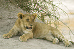 young lion