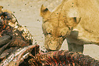eating lion