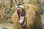 yawning lion