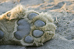 lion paw