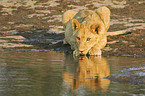 drinking lioness