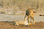 playing lions