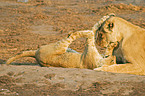 playing lions
