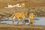 playing lions