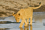 young lion
