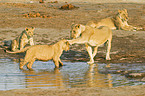 playing lions
