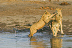 playing lions