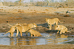 playing lions