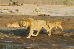 playing lions