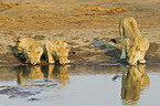 drinking lions