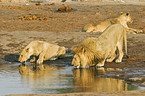 drinking lions
