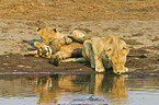 playing lions