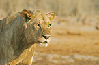 lioness