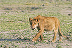 lion