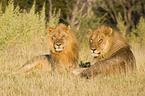 lions