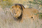 lion