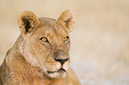 lioness