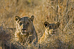 lions