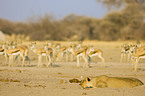 hunting lioness