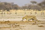 hunting lioness