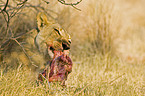 eating lioness
