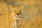 lioness
